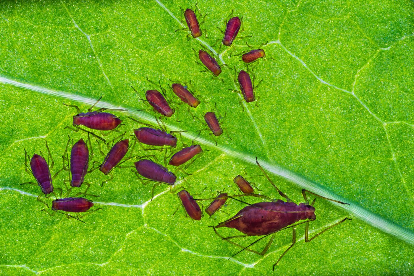 Aphid family on a green leaf